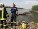Kleine Yacht abgebrannt Koeln Hoehe Zoobruecke Rheinpark P170